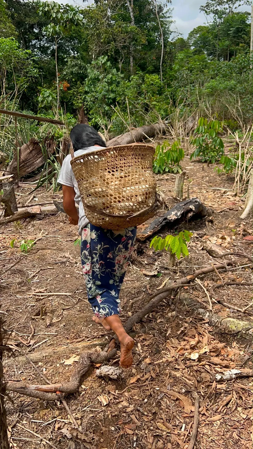 Trabajo tradicional en una chacra